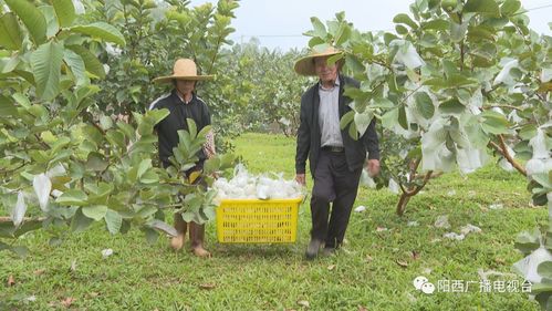 早安,陽江 斬獲多個獎項 我市優(yōu)質(zhì)農(nóng)產(chǎn)品再 出圈