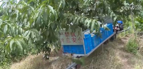 重慶云陽黃桃成熟 從靠人工背到無人機飛 山地農(nóng)產(chǎn)品運輸不再是難題