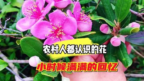 深圳的山居然也有姑稔花,農村的小朋友對它印象特別深,回憶滿滿