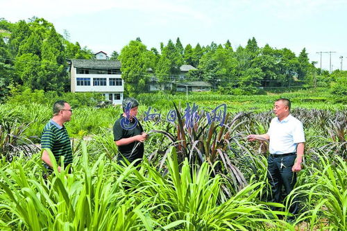 記渠縣清山漢子家庭農場創辦人余長壽