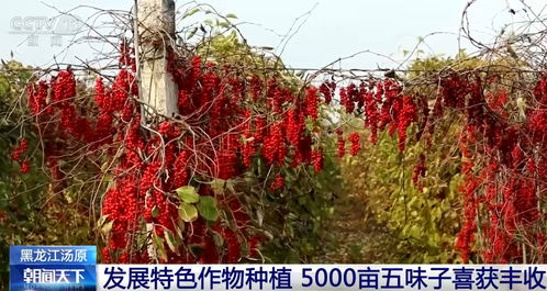 金秋時節 果實累累 映紅農民笑顏 綠水青山間奏響豐收 致富曲