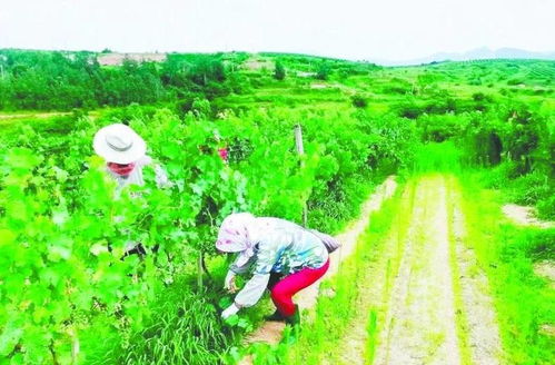 好山好水有 好價 煙臺成功入選國家首批生態產品價值實現機制試點城市鳳凰網山東 鳳凰網