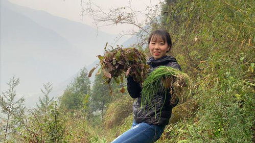農村人愛上山挖野菜,春天的蒲公英特嫩,涼拌更是美味,清熱降火