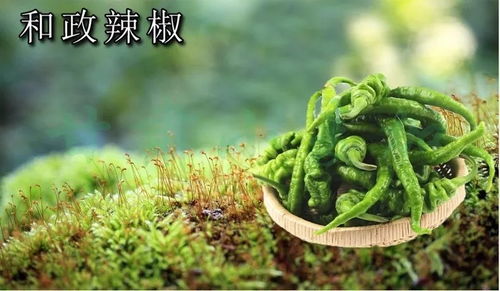非qs農特產品網銷包裝指導意見