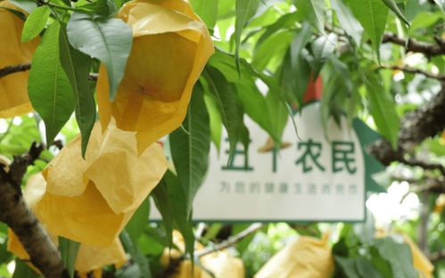 618蘇寧宜品開售 桃中愛馬仕