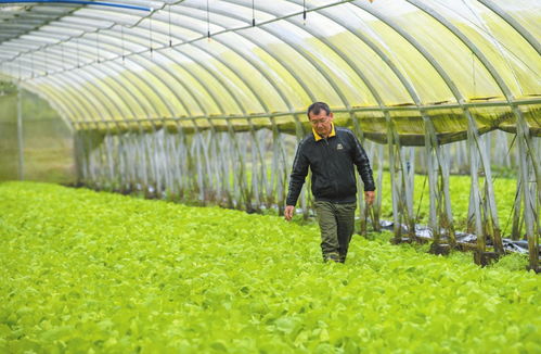 海口 量足價穩品種多 保障春節菜籃子