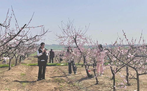 峪山鎮農文旅項目集中簽約