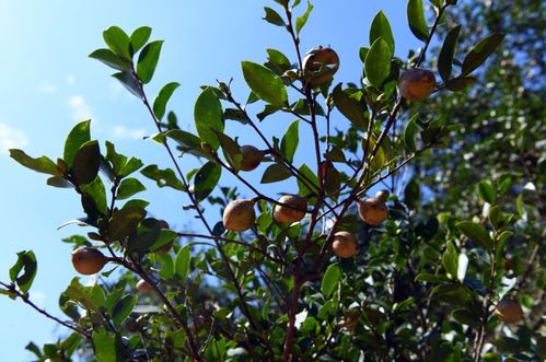 閩清 青山油茶果滿枝 金色茶油富農民