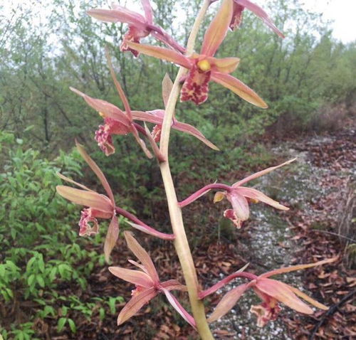 農村小伙山中砍柴意外發現野生蘭花紅似火