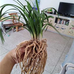 29號精品蕙蘭盆栽綠蕙帶苞