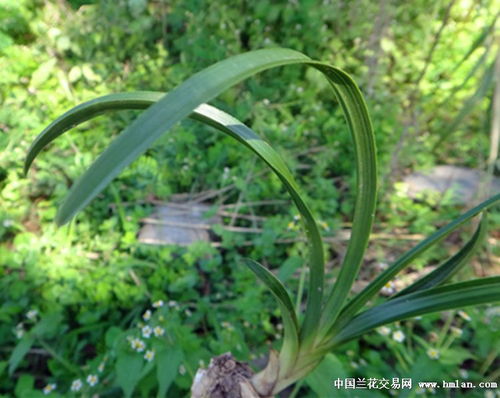 下山鷹嘴三面刺好蕙