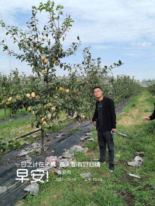 3公分秋月梨樹新報價 秋月梨樹的花果管理技術