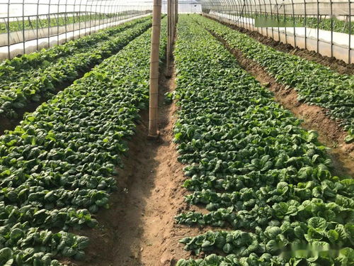 霜降過后,金寨縣青山鎮的櫻草家庭農場依然生機盎然