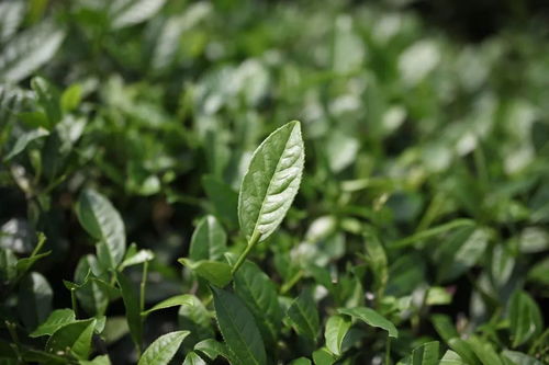 吳垠約茶 吳榮山 他的茶賣到7萬,仍覺得是農副產品