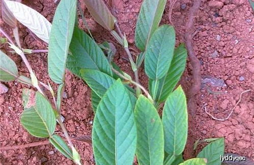 農村山里常見的野草,夏天可做涼茶防中暑,如今城里賣30元一斤
