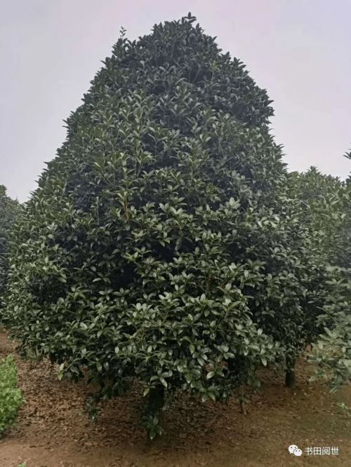 山鄉(xiāng)有夢 南召農(nóng)民企業(yè)家張民春依靠苗木花卉種植奔向幸福路
