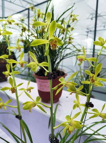 看看花王長啥樣 2019年浙江省蕙蘭博覽會(huì)在漓渚開幕