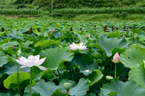 觀山湖區(qū)翁井村 搭上農(nóng)旅融合 順風(fēng)車 村民端上 金飯碗