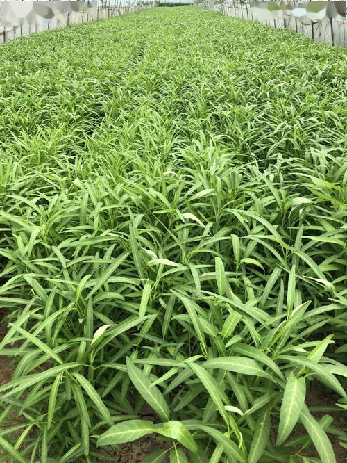 贊 洛社鎮(zhèn)2項(xiàng)目榮獲 無錫市十大農(nóng)產(chǎn)品品牌 稱號(hào)