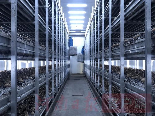 科技改變蘑菇種植方式 洛陽這家企業(yè)工廠化種植深藏大學(xué)問