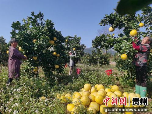 松桃青山村發(fā)展綠色循環(huán)農(nóng)業(yè)助力鄉(xiāng)村振興