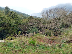 原鄉情濃 臺灣6日西部清境農場廬山溫泉游 三